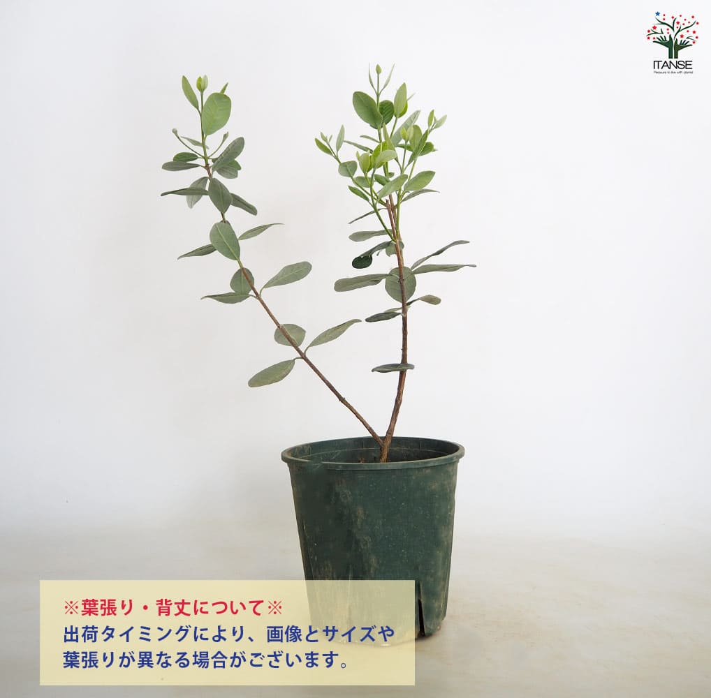 フェイジョア ニキータ(ニキタ) 【果樹の苗木 6号／1個売り】｜ 【植物