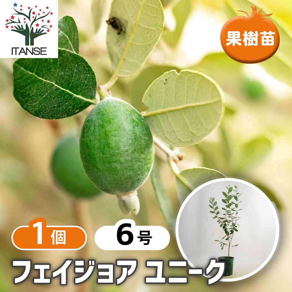 フェイジョア(ユニーク)現品限り花終わり6号鉢高さ約70cm7/17 フェイジョア ユニーク 【果樹の苗 6号／1個売り】｜ 【植物の