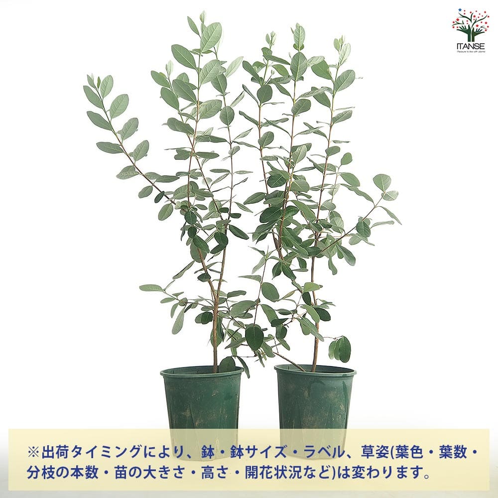 フェイジョア ユニーク 【果樹の苗 6号／1個売り】｜ 【植物の