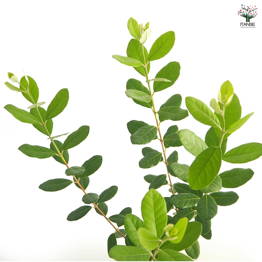 フェイジョア ユニーク 【果樹の苗 6号／1個売り】｜ 【植物の 