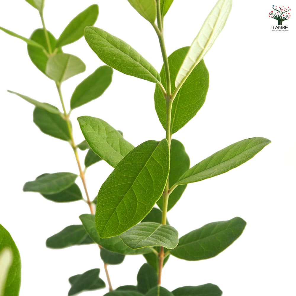 フェイジョア ユニーク 【果樹の苗 6号／1個売り】｜ 【植物の