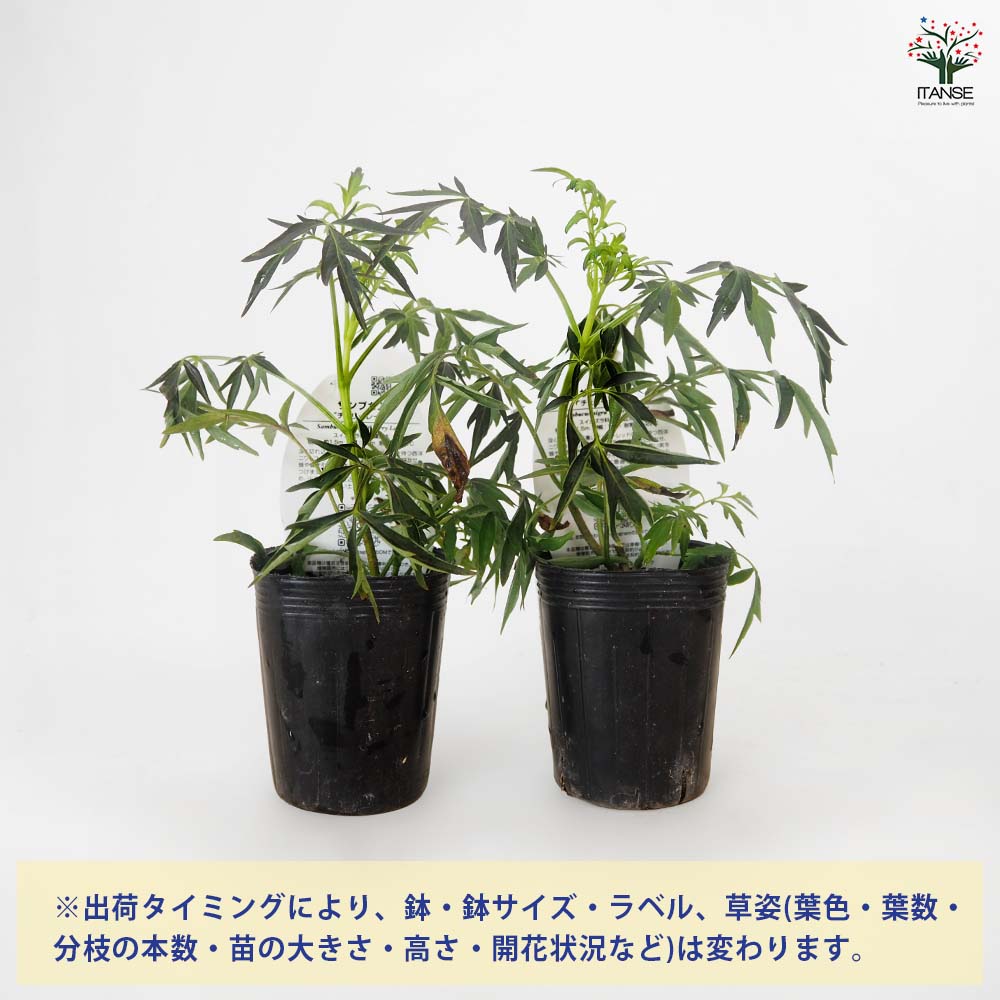 サンブカス チェリーレース 【花木苗 3号】｜ 【植物のITANSE