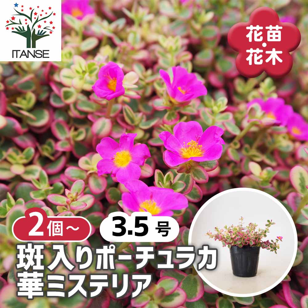 ポーチュラカ ハナミステリア 【 花苗 3.5号 2個～ 】