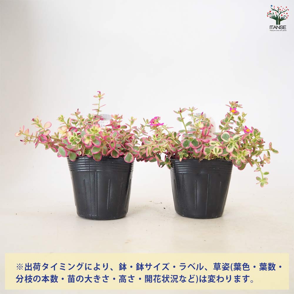 ポーチュラカ ハナミステリア 【 花苗 3.5号 2個～ 】
