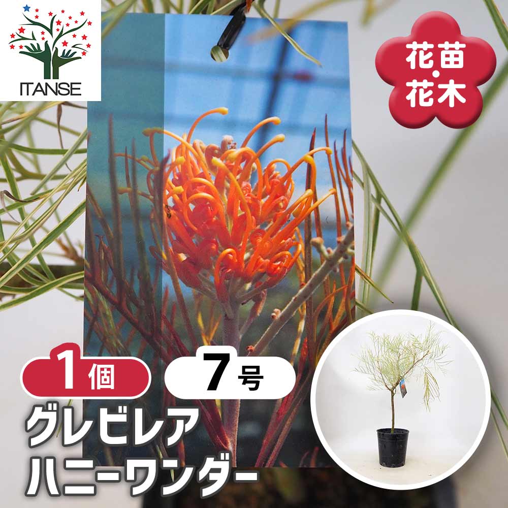 グレビレア ハニーワンダー 【 花木苗 7号 ／1個売り 】｜ 【植物の