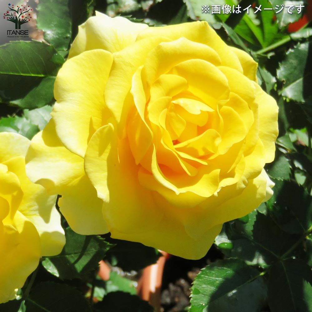 つる薔薇 ゴールドバニー【花苗 5号角鉢新苗／1個売り】｜ 【植物の