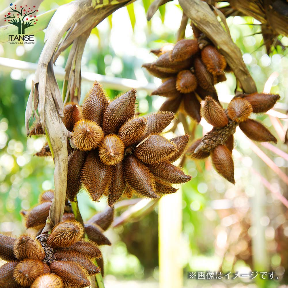 サクラヤシ(サラク)【果樹の苗木 21cmポット／1個売り