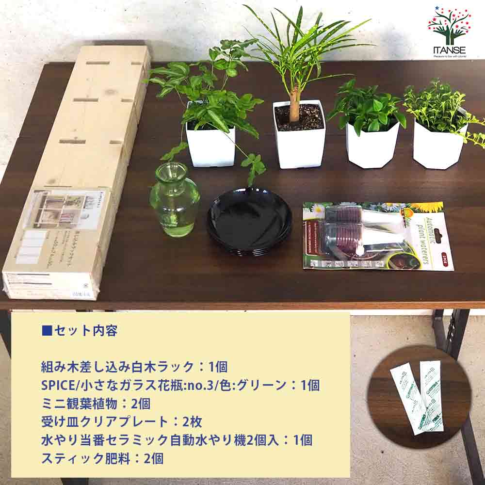 ミニ観葉植物ディスプレイ&生育棚 工具ほぼいらず!組み木差し込み白木