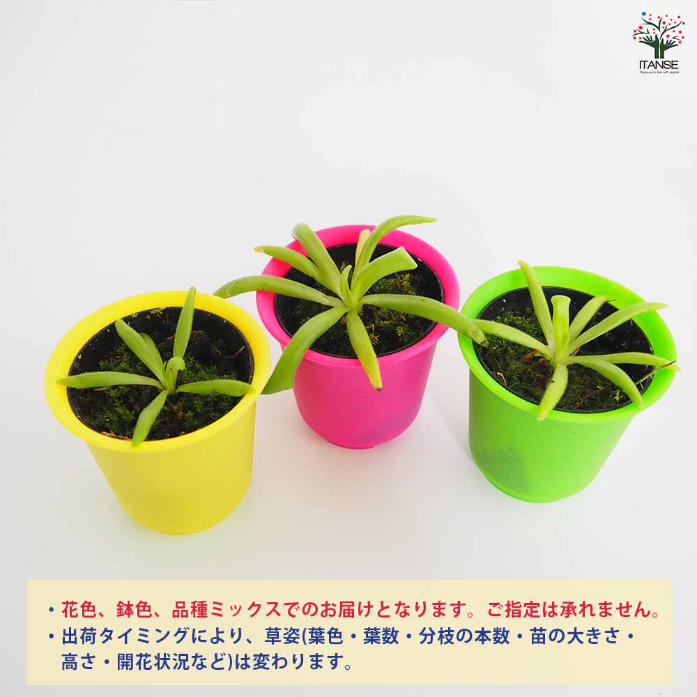 スミレ 葉っぱのみ　200g Amazon.co.jp: 宿根日本スミレ・二色厚葉(ニショクアツバ) 3.5号