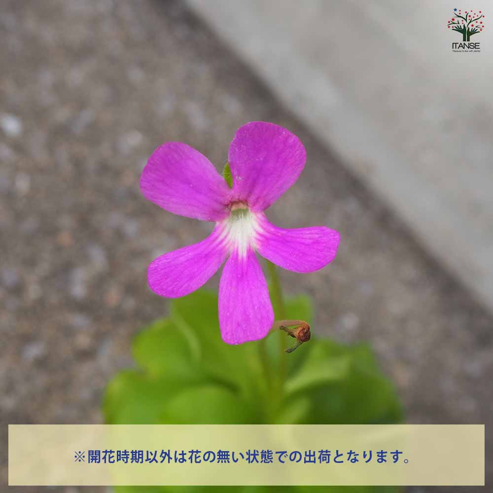 虫取スミレ 【観葉植物  2.5号ポット】