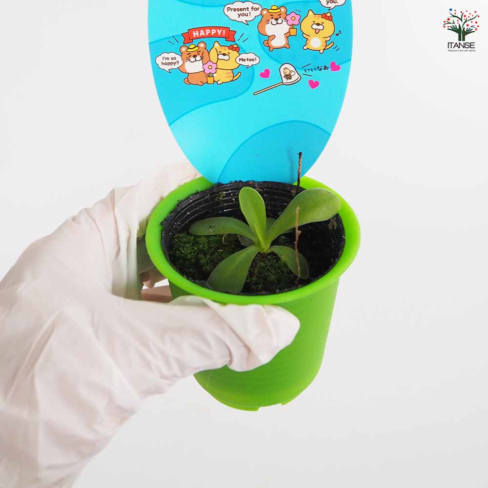 虫取スミレ 【観葉植物  2.5号ポット】