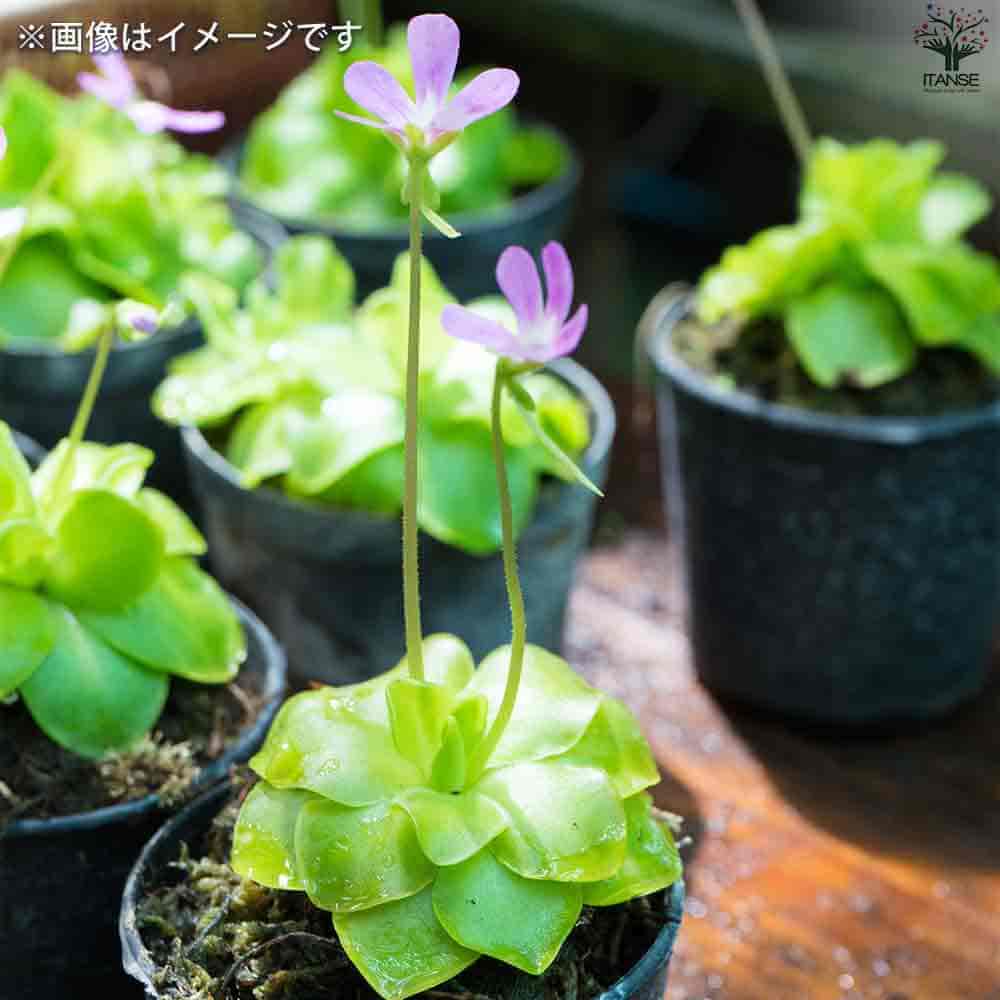 虫取スミレ 【観葉植物  2.5号ポット】