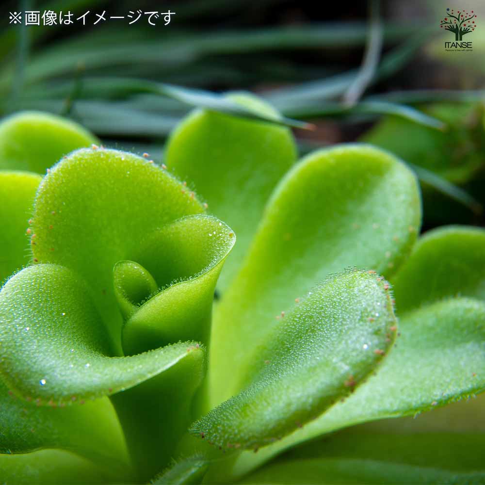 虫取スミレ 【観葉植物 2.5号ポット】｜ 【植物のITANSE