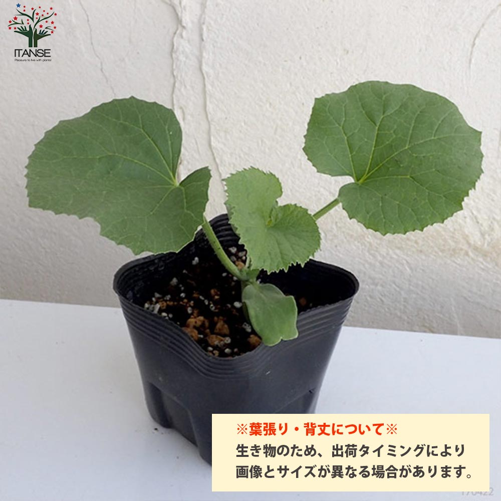 メロンの苗 プランターでも地這でもOK！らくらく極甘緑肉ネットメロン2個～【野菜の苗 10.5cmポット 自根苗】