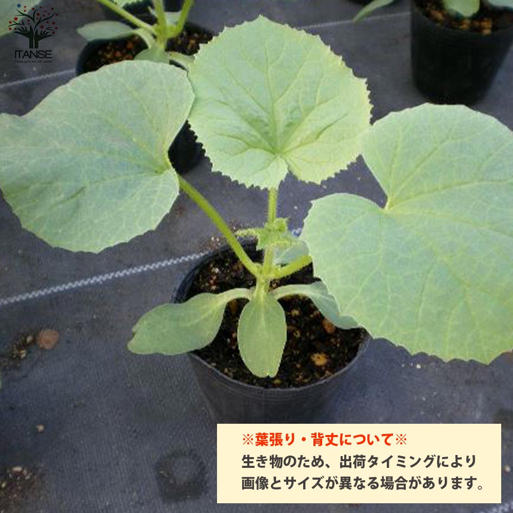 メロンの苗 プランターでも地這でもOK！らくらく極甘緑肉ネットメロン2個～【野菜の苗 10.5cmポット 自根苗】