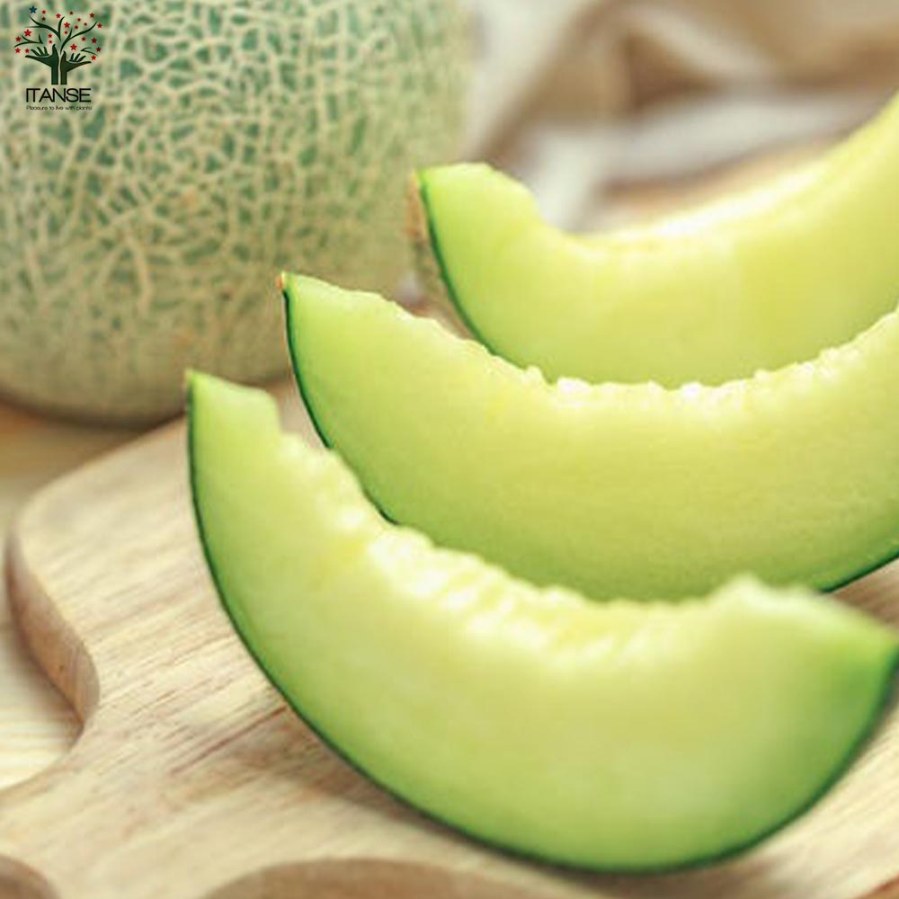 メロンの苗 プランターでも地這でもOK！らくらく極甘緑肉ネットメロン2