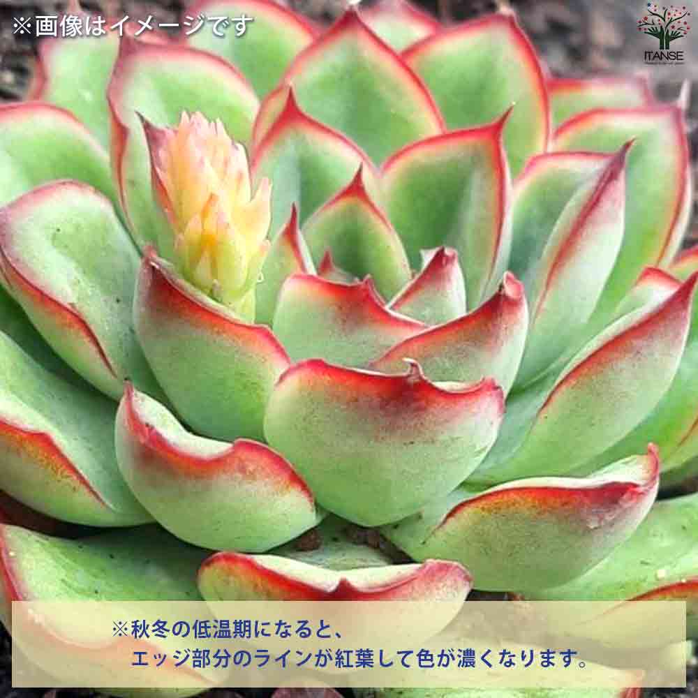 エケベリア 花うらら 【多肉植物 2.5号鉢／1個売り】｜ 【植物の