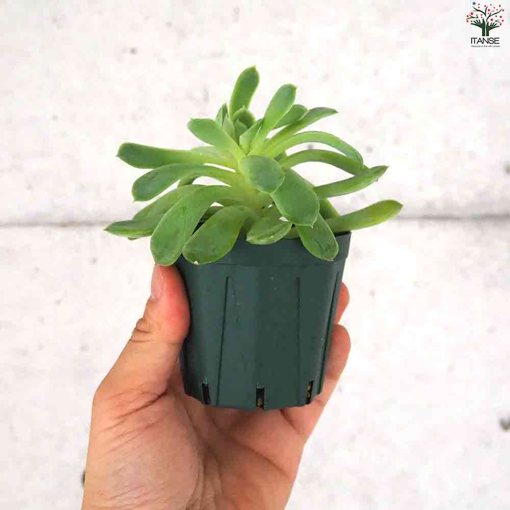 専用！多肉植物^o^  希少交配種　花うらら×達磨秀麗　小苗 おはな（だるま姫秋麗x花うらら） - メルカリ