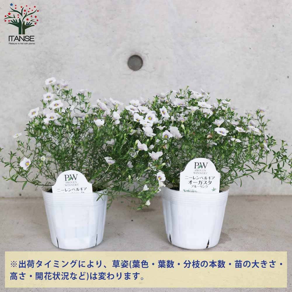 ニーレンベルギア オーガスタ ブルーリング【花苗 3.5号】｜ 【植物の