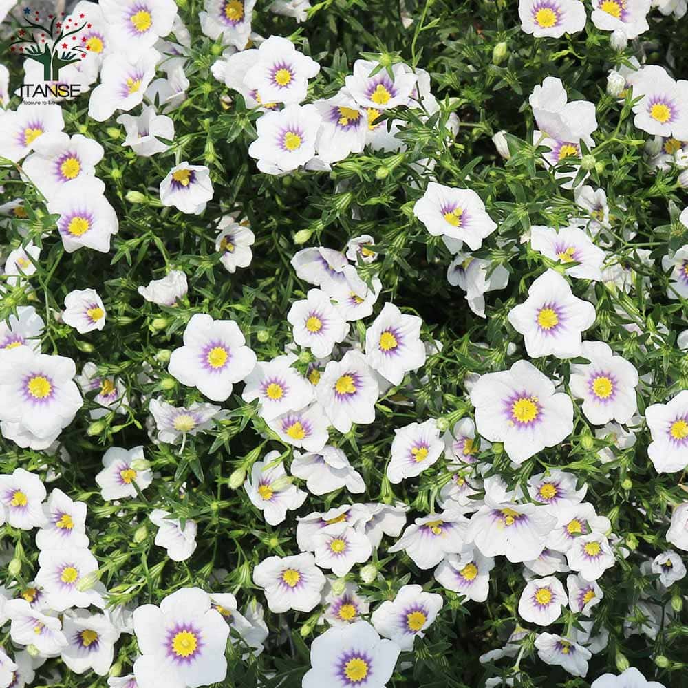 ニーレンベルギア オーガスタ ブルーリング【花苗 3.5号】｜ 【植物の