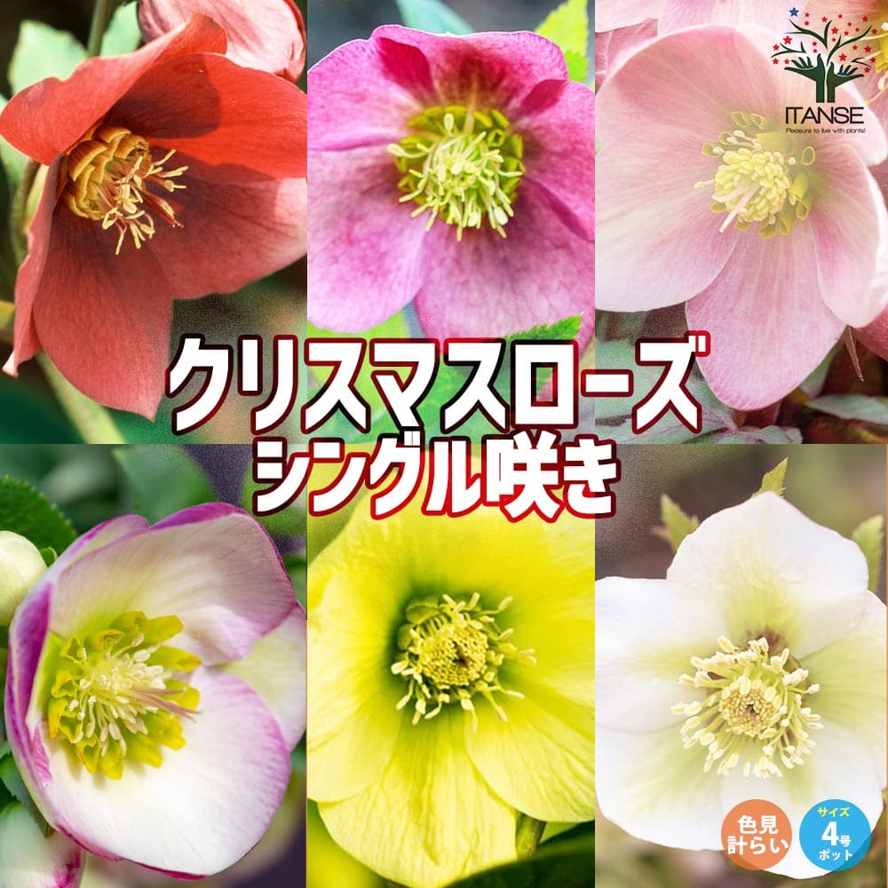 クリスマスローズ ”シングル咲き” 色ミックス見計らいセット2個