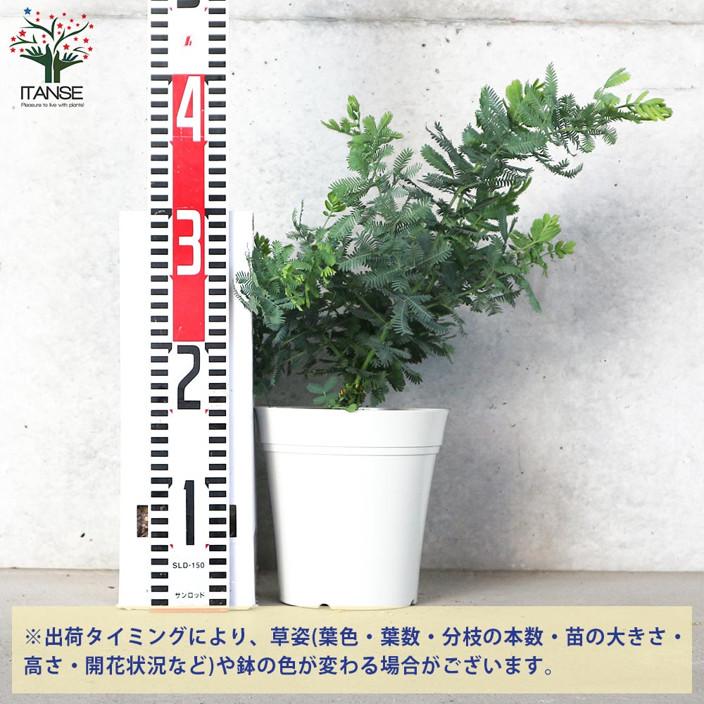 ミモザアカシア (ギンヨウアカシア)【花苗 5号白鉢】｜ 【植物の