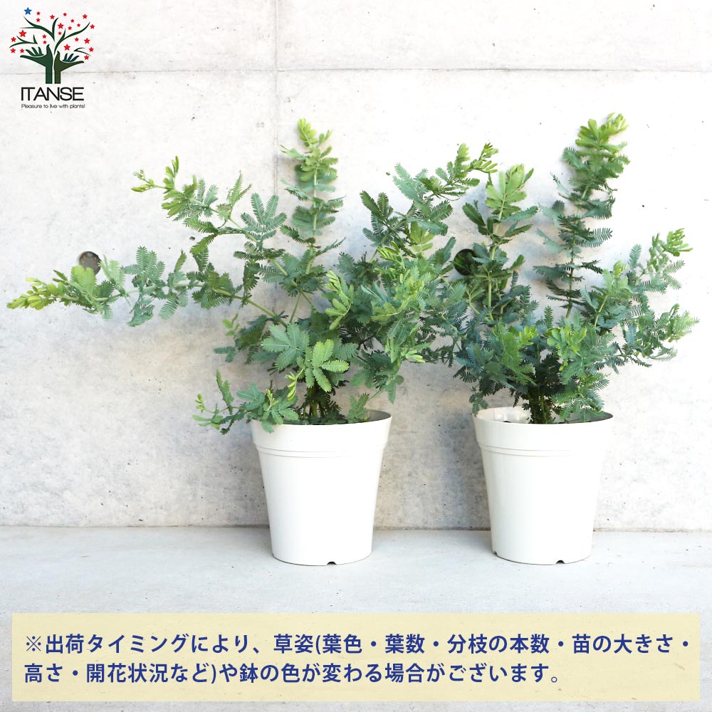 ミモザアカシア (ギンヨウアカシア)【花苗 5号白鉢】｜ 【植物の