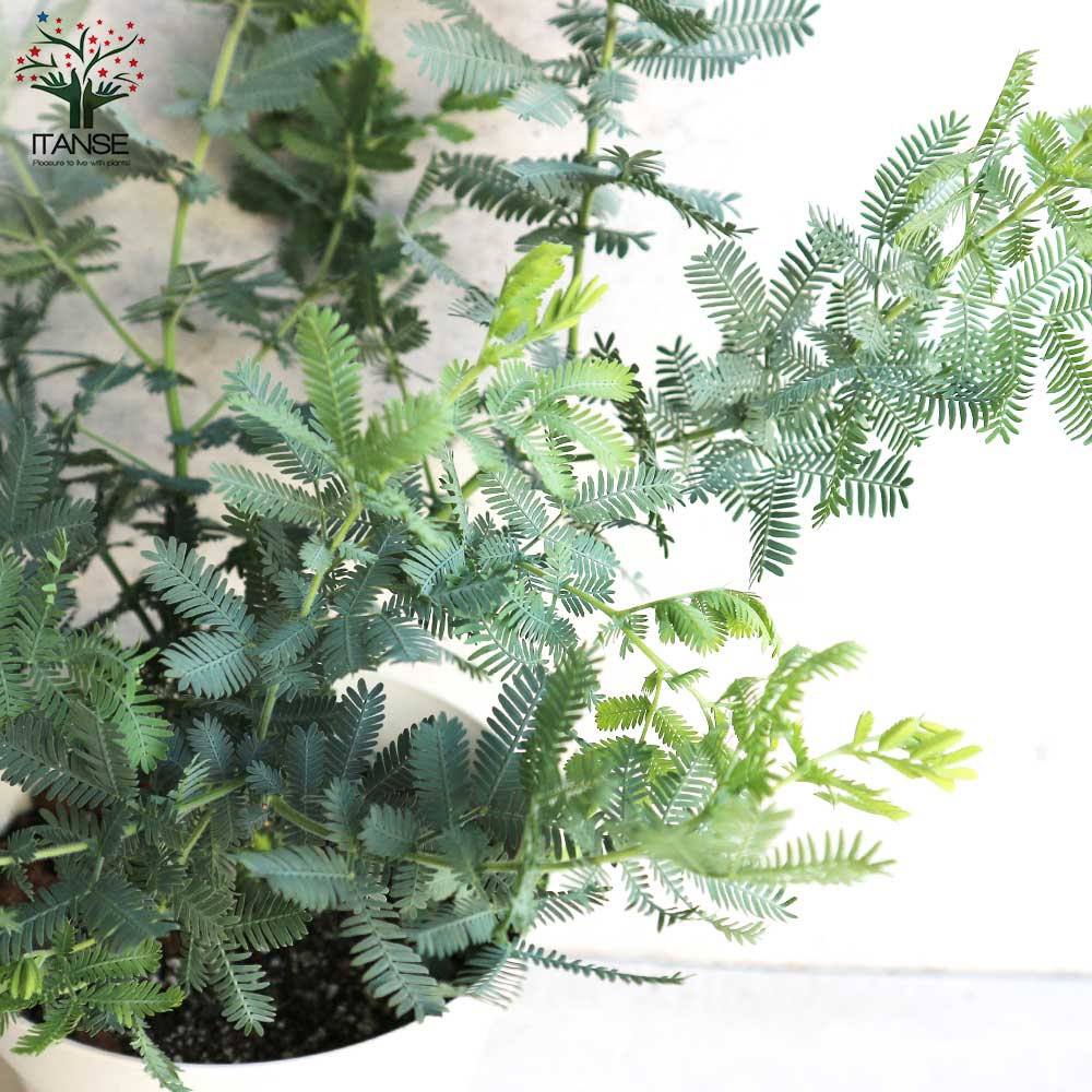 ローズマリー ミモザ ギンヨウアカシア 100サイズ ローズマリー ミモザ