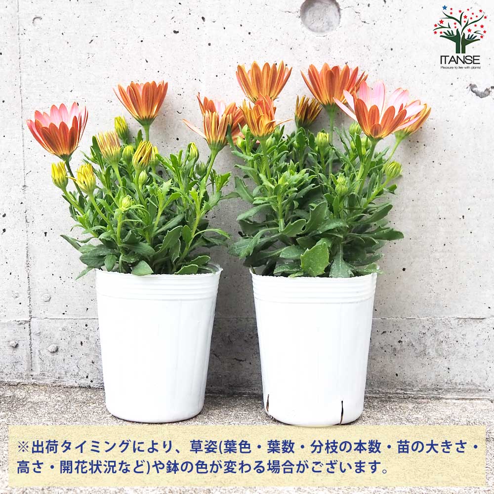 オステオスペルマム パティエ ピーチプディング【花苗 3号ロングポット