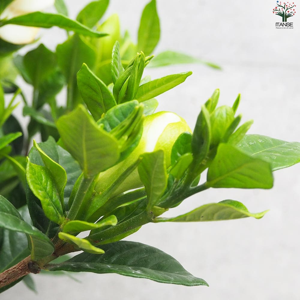 クチナシ ヌマタ 八重咲【花苗 4.5号鉢】｜ 【植物のITANSE