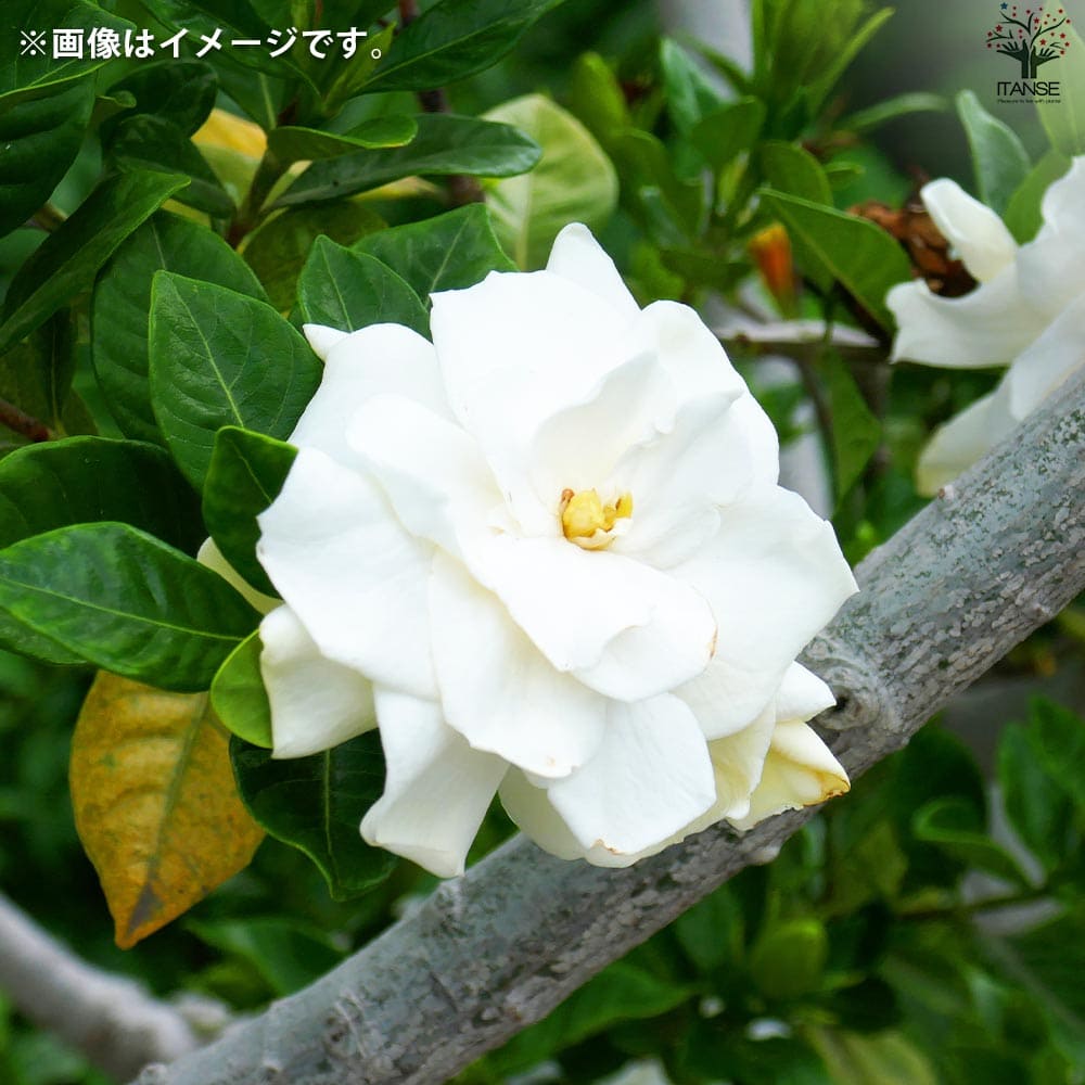 クチナシ ヌマタ 八重咲【花苗 4.5号鉢】｜ 【植物のITANSE