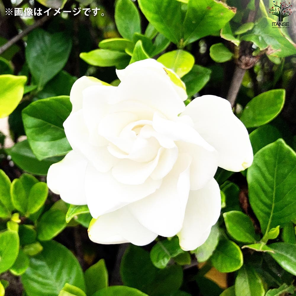 クチナシ ヌマタ 八重咲【花苗 4.5号鉢】｜ 【植物のITANSE