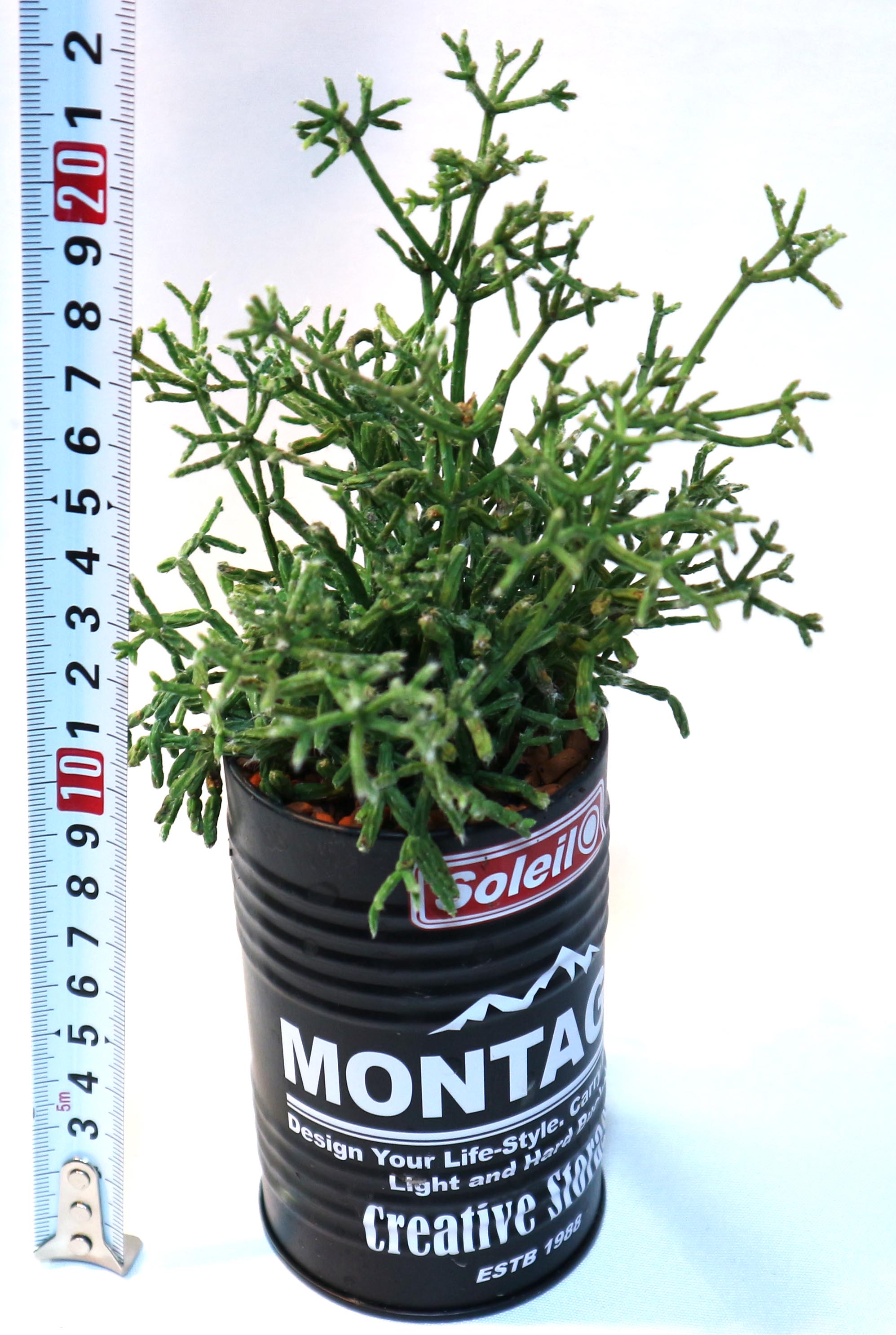 Itanse良品ｾﾚｸﾄ通販