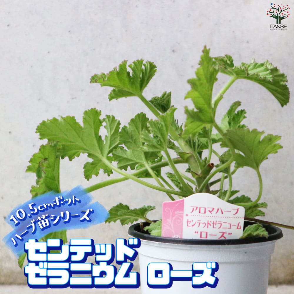 センテッドゼラニウム ローズ 10.5cm2個～【おうちで簡単！育てやすい10.5cmポットハーブ苗シリーズ！】