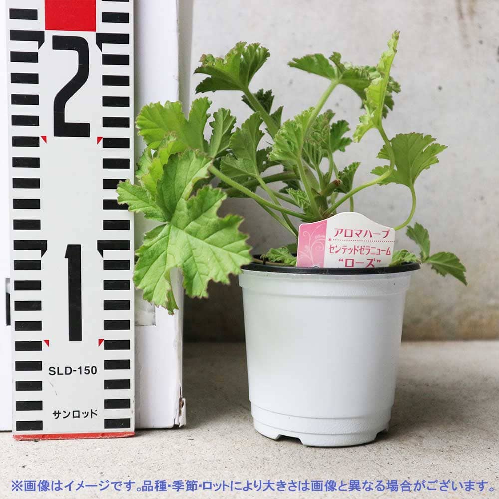 センテッドゼラニウム ローズ 10.5cm2個～【おうちで簡単！育てやすい10.5cmポットハーブ苗シリーズ！】