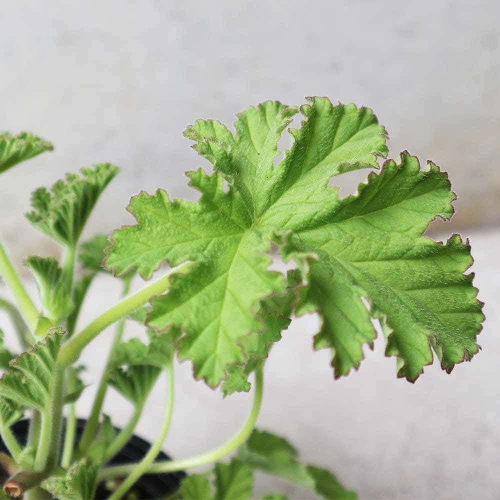 センテッドゼラニウム ローズ 10.5cm2個～【おうちで簡単！育てやすい10.5cmポットハーブ苗シリーズ！】