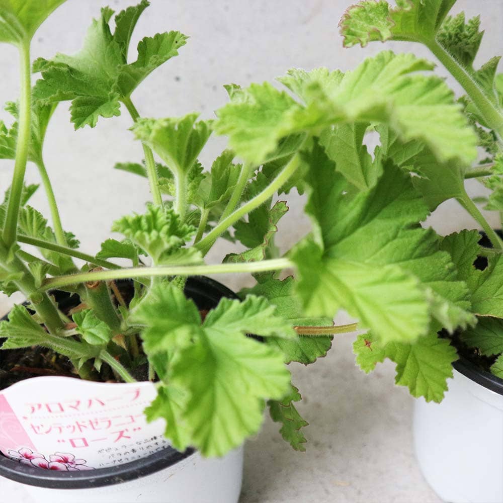 センテッドゼラニウム ローズ 10.5cm2個～【おうちで簡単！育てやすい10.5cmポットハーブ苗シリーズ！】