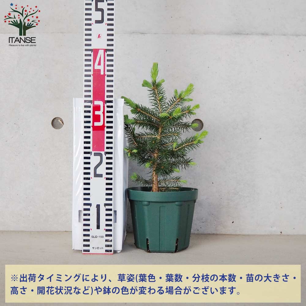ピセア プンゲンス スーパーブルー シードリング(SBS)【庭木 5号鉢】