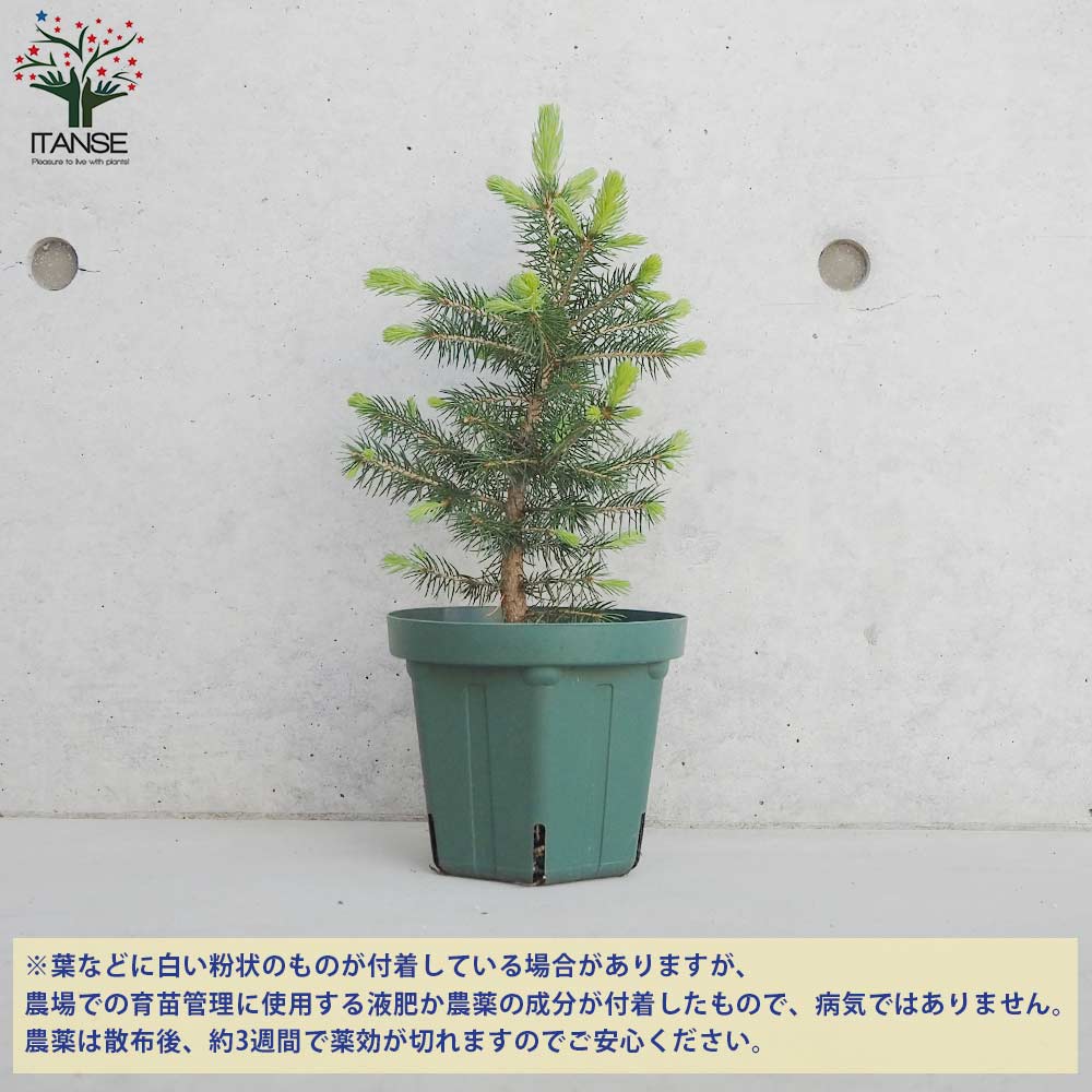 特価品！！超ブルー発色 ピセアプンゲンス スーパーブルーE良形 ピセア