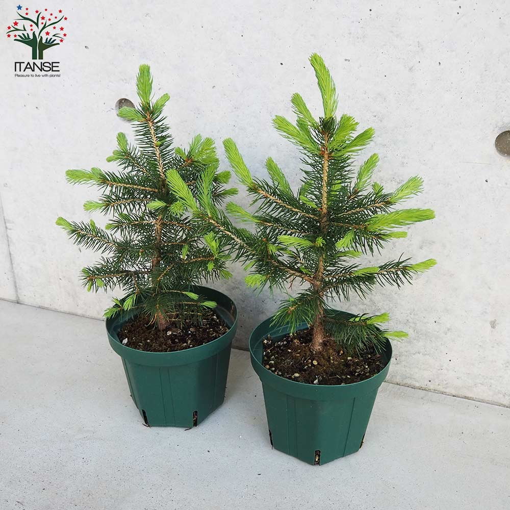 ピセア プンゲンス スーパーブルー シードリング(SBS)【庭木 5号鉢】