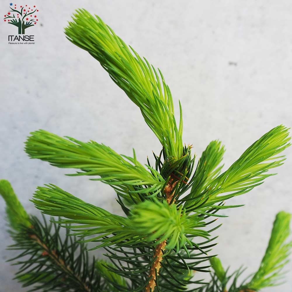 ピセア プンゲンス スーパーブルー シードリング(SBS)【庭木 5号鉢】