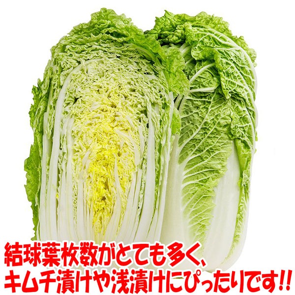 「美味しい秋どり白菜品種!!”浅漬け白菜”の苗」黄芯系中早生品種【野菜苗9cmポット お買い得3個セット】