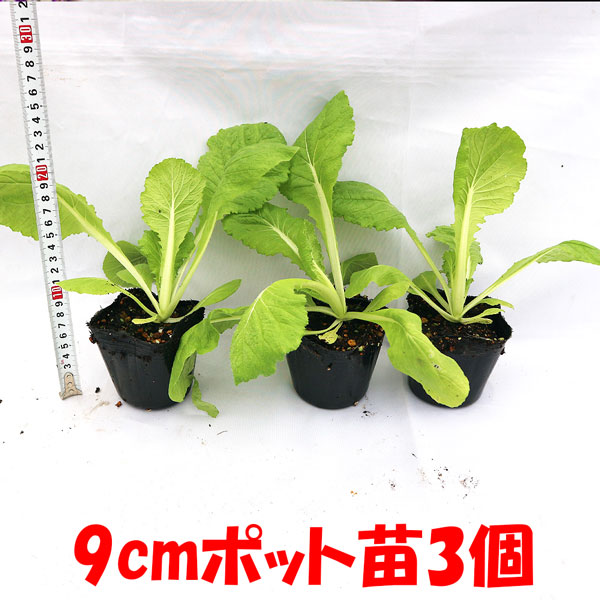 「美味しい秋どり白菜品種!!”浅漬け白菜”の苗」黄芯系中早生品種【野菜苗9cmポット お買い得3個セット】