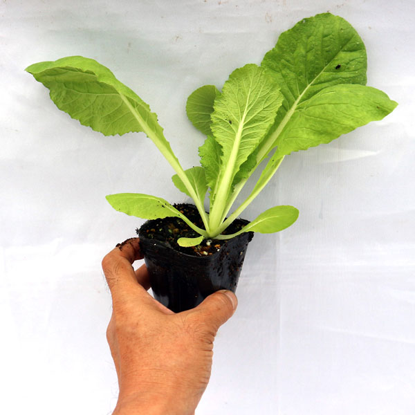 「美味しい秋どり白菜品種!!”浅漬け白菜”の苗」黄芯系中早生品種【野菜苗9cmポット お買い得3個セット】