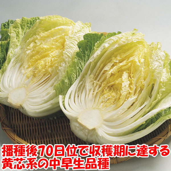 美味しい秋どり白菜品種!!”浅漬け白菜”の苗」黄芯系中早生品種【野菜苗