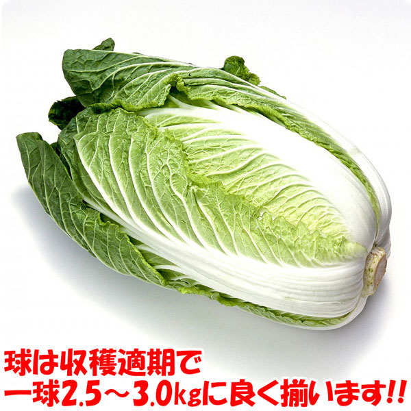 「美味しい秋どり白菜品種!!”浅漬け白菜”の苗」黄芯系中早生品種【野菜苗9cmポット お買い得3個セット】