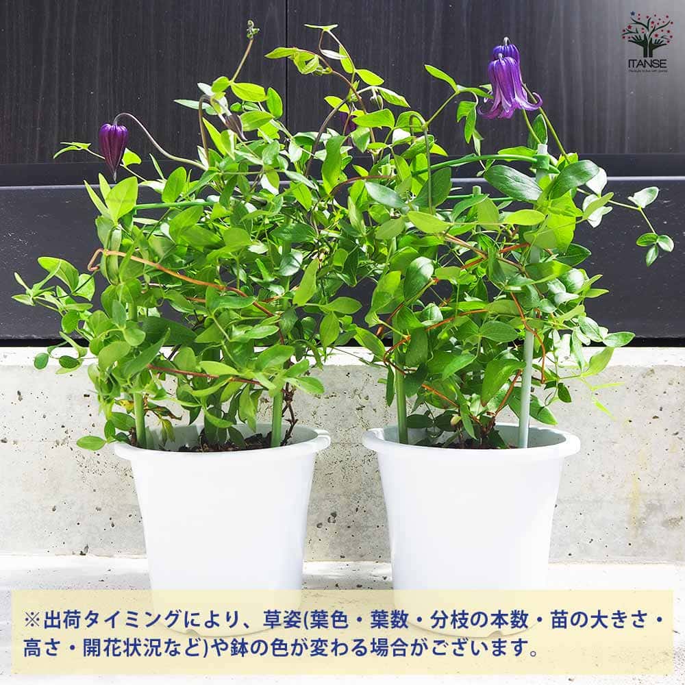 クレマチス 篭口(ロウグチ 【花苗 5号鉢／1個売り】｜ 【植物の