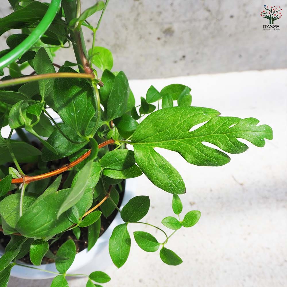 クレマチス 篭口(ロウグチ 【花苗 5号鉢／1個売り】｜ 【植物の