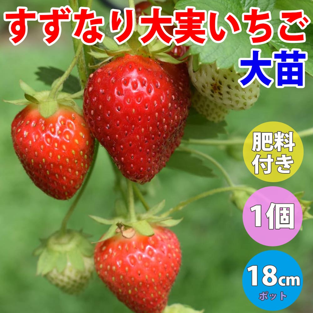 すずなり大実いちご【野菜苗 18cmポット 大苗／1個＋いちごの肥料