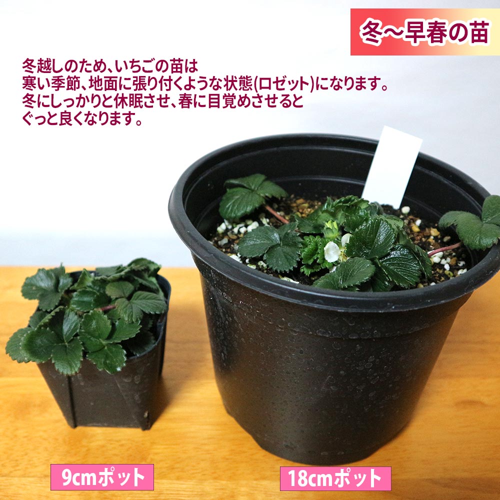 すずなり大実いちご【野菜苗 18cmポット 大苗／1個＋いちごの肥料】